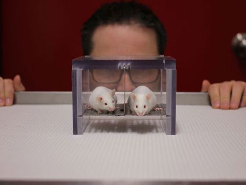 类器官或将代替“实验室小白鼠”